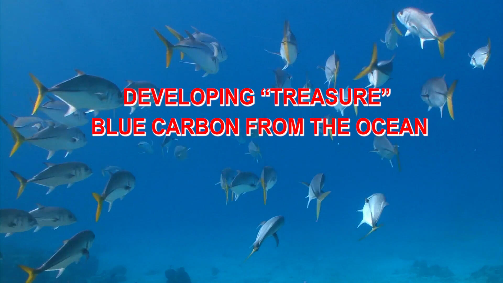Developing “treasure” blue carbon from the ocean  